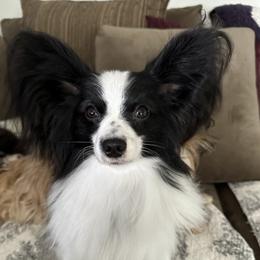 Wyatt - Papillon
