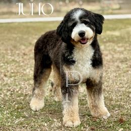 Bernedoodle puppies from The Poodle Co. Raising Doodles & Poodles