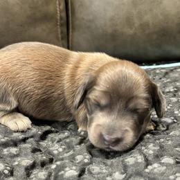 Isabella - Fawn (isabella) and tan male Dachshund puppy in Crestview, Florida from Neverending Dachies