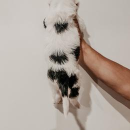 Sheepadoodle Puppies from DOODCompany