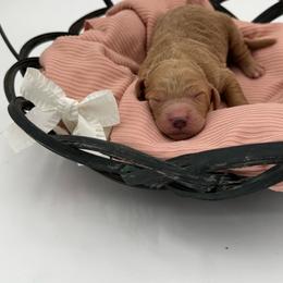 Gracie - Apricot female Goldendoodle puppy in Willacoochee, Georgia from Kitandkboodle's Doodles