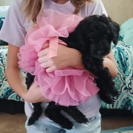 Poodle Puppies from Beachdoodle