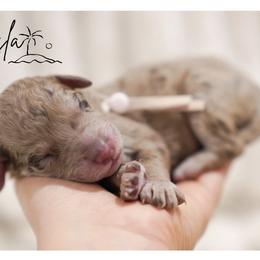 ISLA - female Double Doodle puppy in Hialeah, Florida from The Pup Spot
