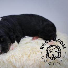Aspen - Tri-color female Bernedoodle puppy in Edmond, Oklahoma from Rock N Roll Doodles