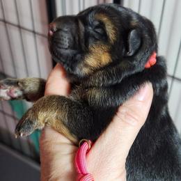 Girl 1 - Black and red female German Shepherd puppy in Roanoke, Alabama from Von Schönen Träumen German Shepherds