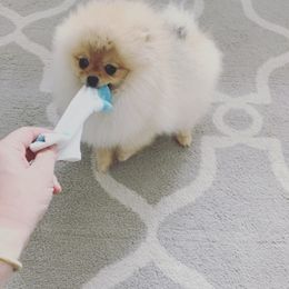 Pomeranian Puppies from Pursell Pomeranians