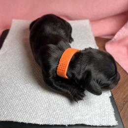 Dasher Brindle - Brindle male Dachshund puppy in Prescott, Arizona from Dachshund Family Love Breeders