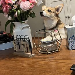 Lottie - Pembroke Welsh Corgi