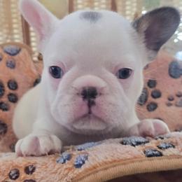 Lilac pied male - White and brindle male French Bulldog puppy in Tuscaloosa, Alabama from J & J classic frenchies