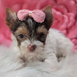 Mocha - Chocolate, tan and white female Yorkshire Terrier puppy in Austin, Texas from Rhine Valley Yorkies
