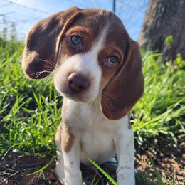 Potter - Brown white and tan Beagle puppy in Bois D Arc, Missouri from Country Home Pets and Farm