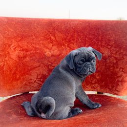 Harry (yellow collar) - Silver male Pug puppy in Hereford, Arizona from Broken Road Ranch Pugs