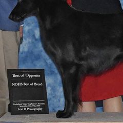 Flat-Coated Retrievers from Swiftwater Flat Coated Retrievers