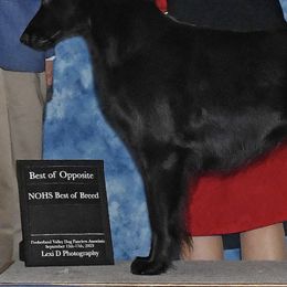Flat-Coated Retrievers from Swiftwater Flat Coated Retrievers