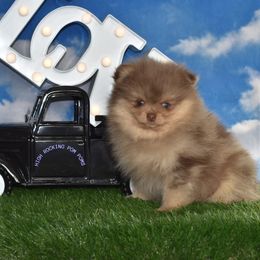 Boy 2 - Chocolate merle Pomeranian puppy in Fort Jones, California from High Rocking Pom Poms