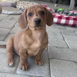 Rex - Red male Dachshund puppy in Paso Robles, California from Nicole's Dachshunds