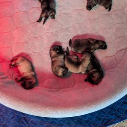 Girl 1 - Black and silver female Keeshond puppy in Fayetteville, Tennessee from Erbekees-Keeshonden