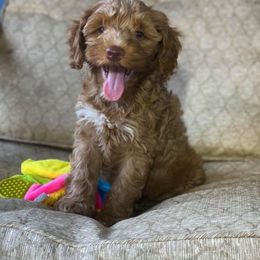 Australian Labradoodle Puppies from Clear Water Labradoodles