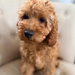 Crew - Red male Cockapoo puppy in Preston, Idaho from Rocking JH Pup Co