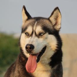 Nebula - Siberian Husky