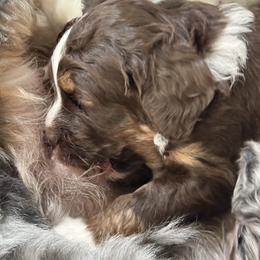 Bernedoodle Puppies from Terri Suchy