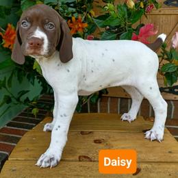 Daisy - Liver and white female German Shorthaired Pointer puppy in Elberta, Alabama from Old Orchard Farm