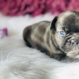 French Bulldog Puppies from Frenchie Paws