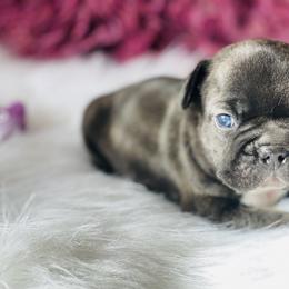 French Bulldog Puppies from Frenchie Paws