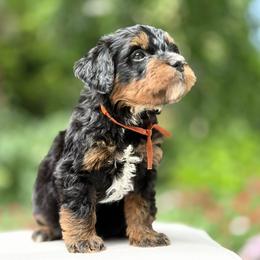Canyon - orange collar - Tri-color male Bernedoodle puppy in Highland, Utah from Angel Pups Deluxe
