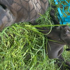 Pudelpointer Puppies from Bent Tree Pudelpointers