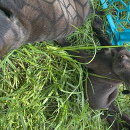 Pudelpointer Puppies from Bent Tree Pudelpointers