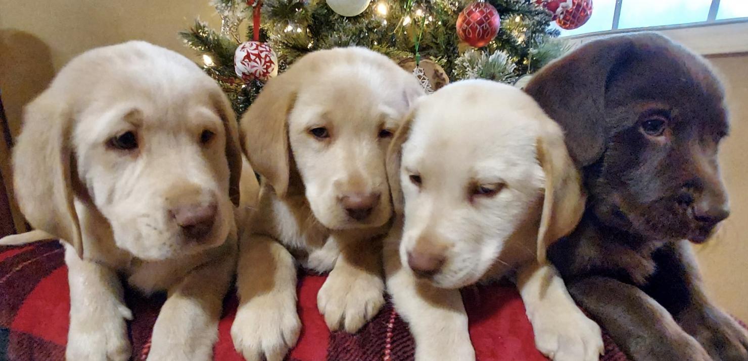 Cove Mountain Labradors in North Carolina Labrador Retriever puppies