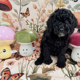 Will - Black male Goldendoodle puppy in Katy, Texas from Tails of Cypress