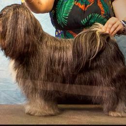 Audi - Tibetan Terrier