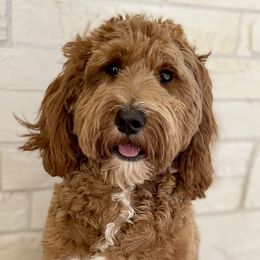 River - Goldendoodle
