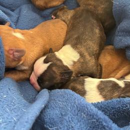 Female - Black brindle and white female Boston Terrier puppy in Mc Donough, Georgia from Ballard Boston Terriers