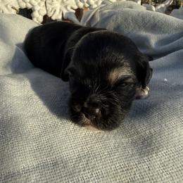 Maltipoo Puppies from Sophies Babies