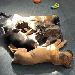 Boxer puppies from Eagle ID Boxers
