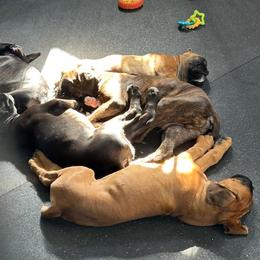 Boxer puppies from Eagle ID Boxers