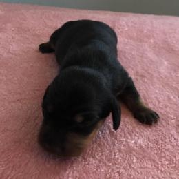 Colbie - Chocolate and tan female Dachshund puppy in Cedar Rapids, Iowa from Paulassillydogs