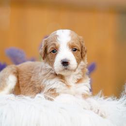 Boy 2 - Red male Bernedoodle puppy in Spokane, Washington from Lilac City Doodles