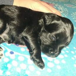 Jet - Black male Miniature Schnauzer puppy in Graham, Washington from Kristy's French Bulldogs & Mini Schnauzers