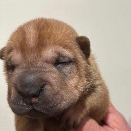 Ham - Red fawn male Chinese Shar-Pei puppy in China, Michigan from Blackwitch Farms