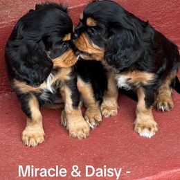 Cavalier King Charles Spaniels from Cuddly King Charles