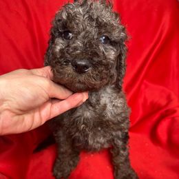 Green - Goldendoodle puppy from Mount Doodles