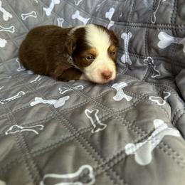 Peter - Red tri-color male Miniature American Shepherd puppy in Iola, Kansas from Elm Creek Minis