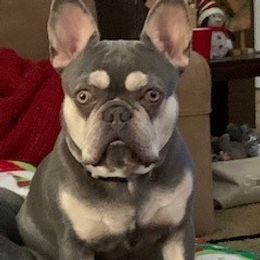 Nala - French Bulldog