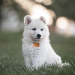 Berger Blanc Suisse Puppies from Fireside Fernweh