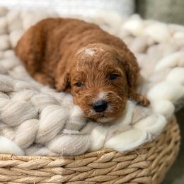 Black collar boy - Apricot male Goldendoodle puppy in Spokane, Washington from Dream Doodles in Spokane WA