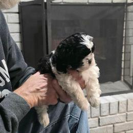 Dorothy Jane(DJ) - Black and white female Shihpoo puppy in Eldon, Missouri from B&B Designer Shihpoo’s